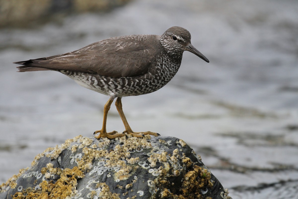 Wandering Tattler - ML65585201