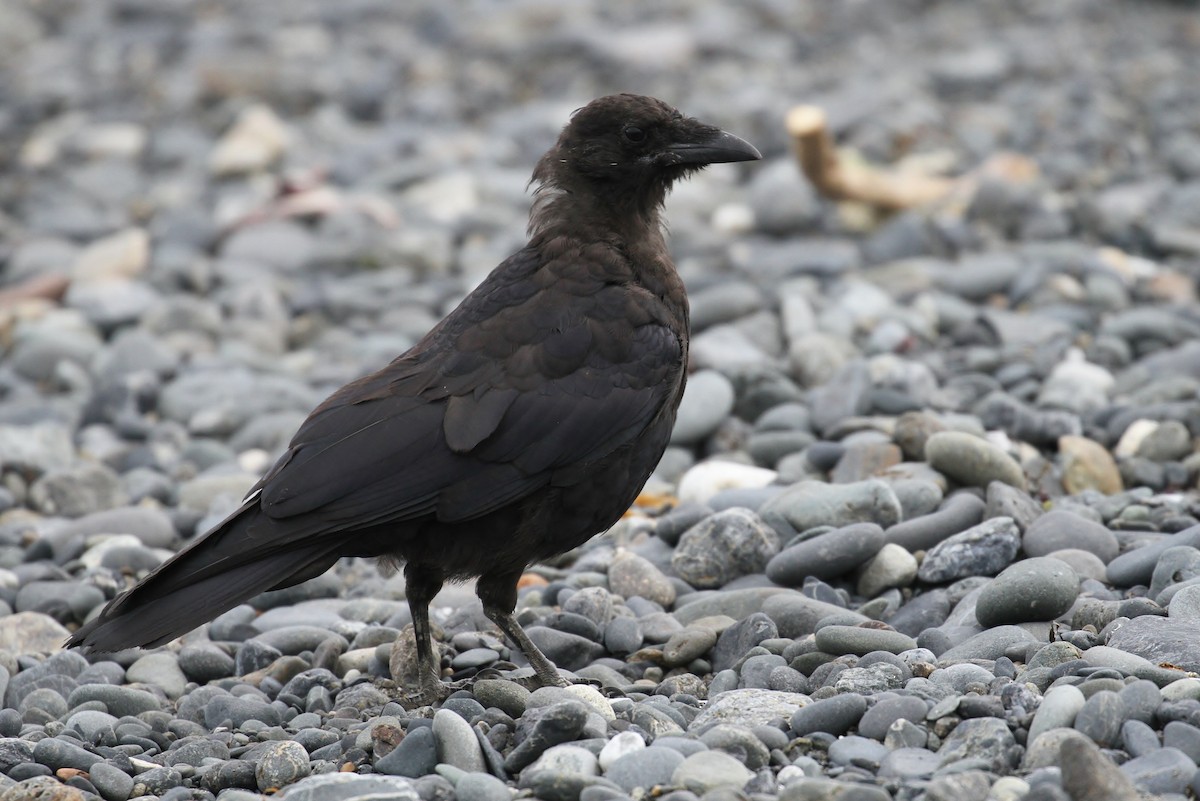 American Crow - ML65585211