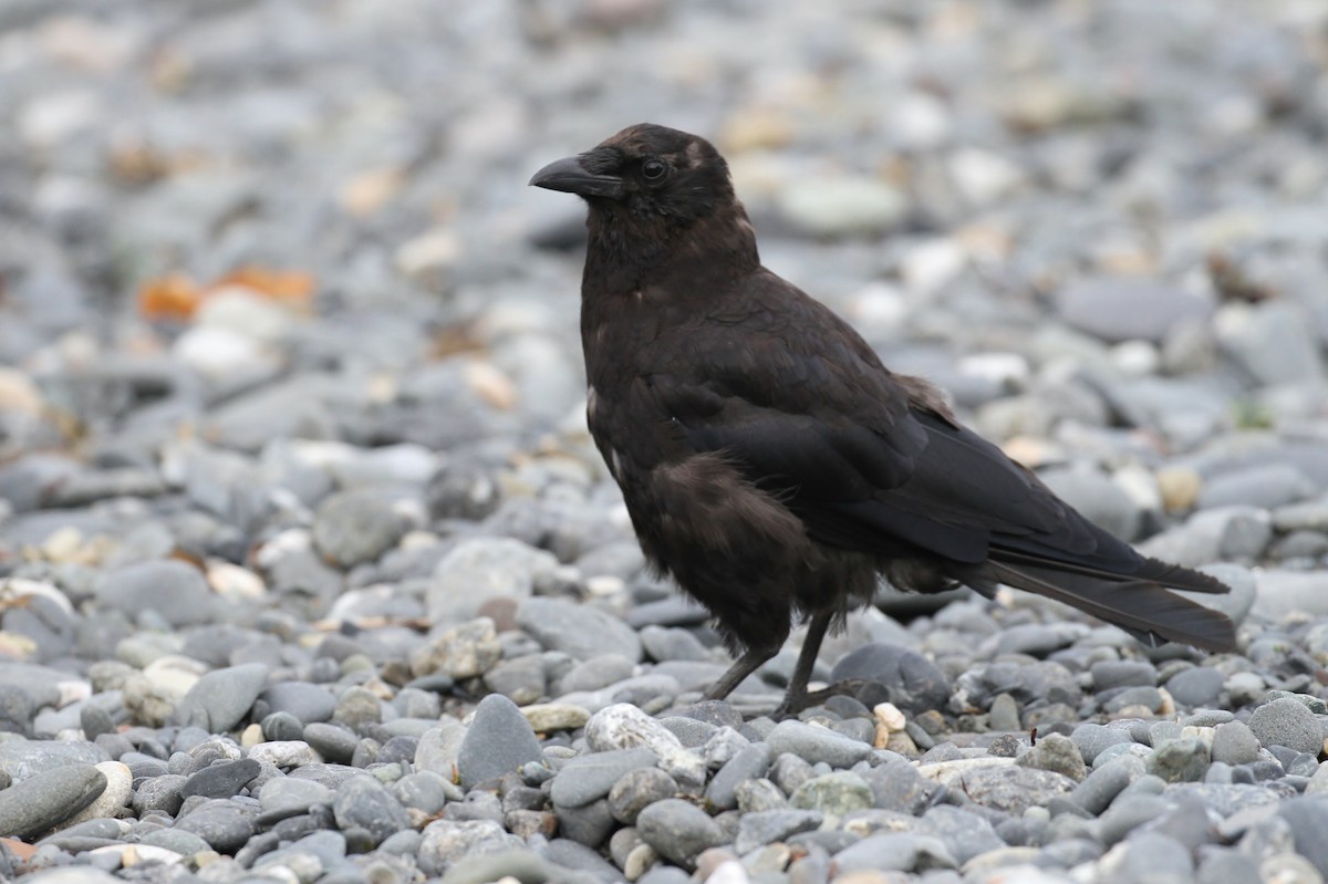 American Crow - ML65585221