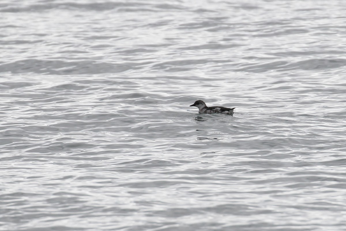 Pigeon Guillemot - ML65585231