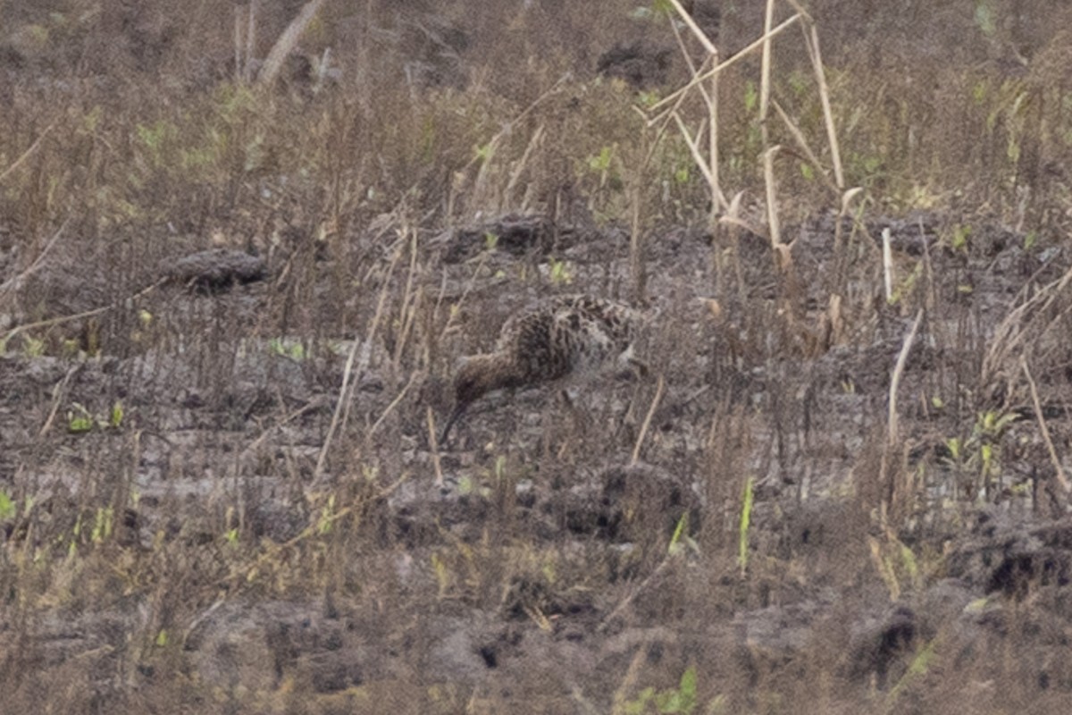 Ruff - ML655852679