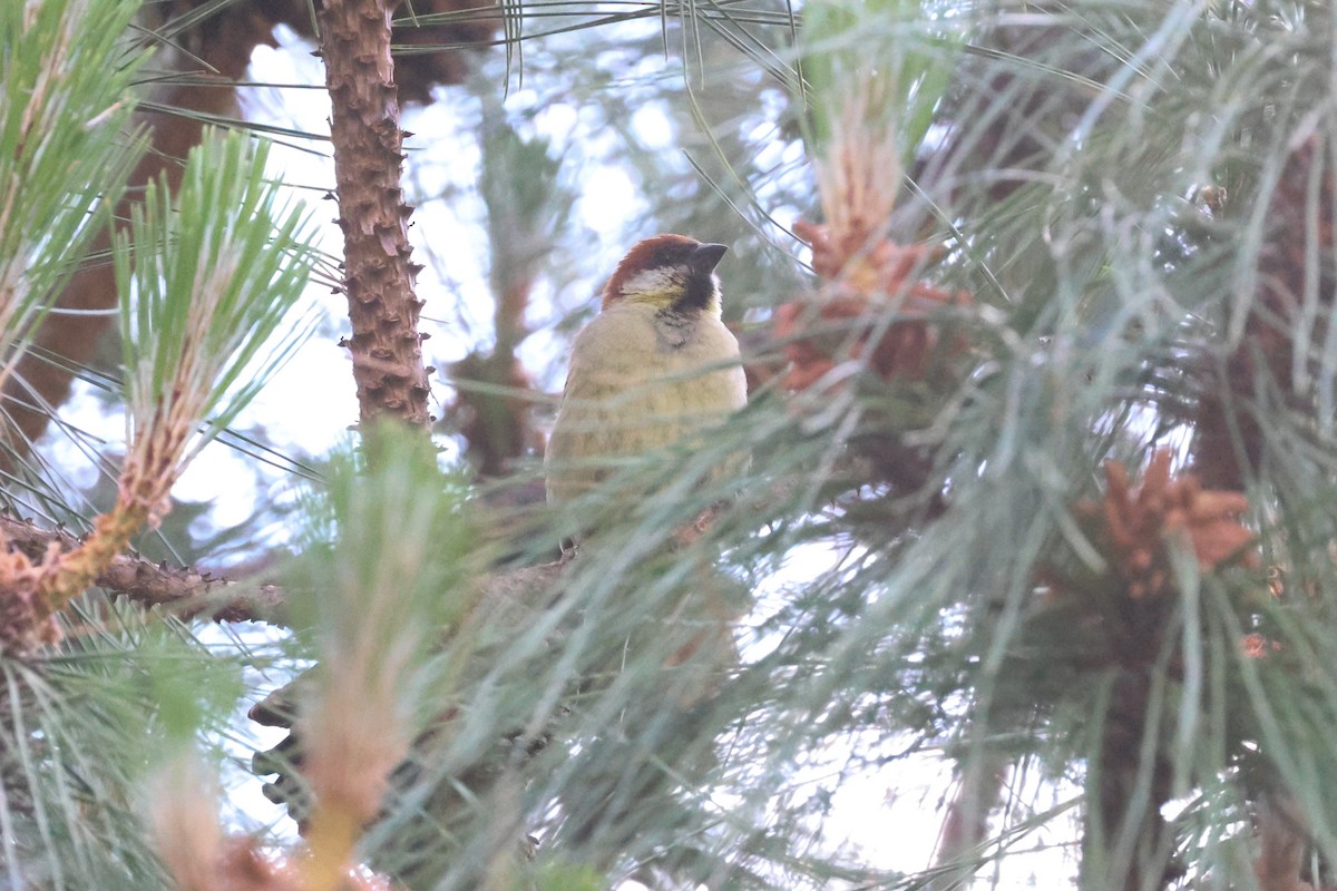Moineau rutilant - ML655853618