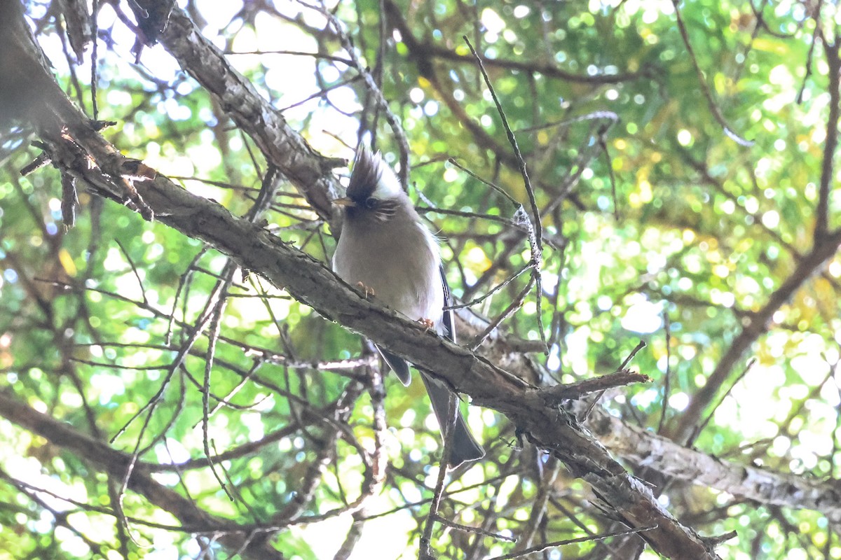 Yuhina à diadème - ML655853748