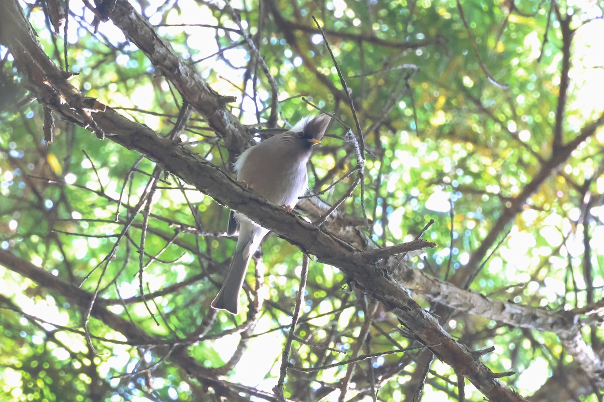 Yuhina à diadème - ML655853749
