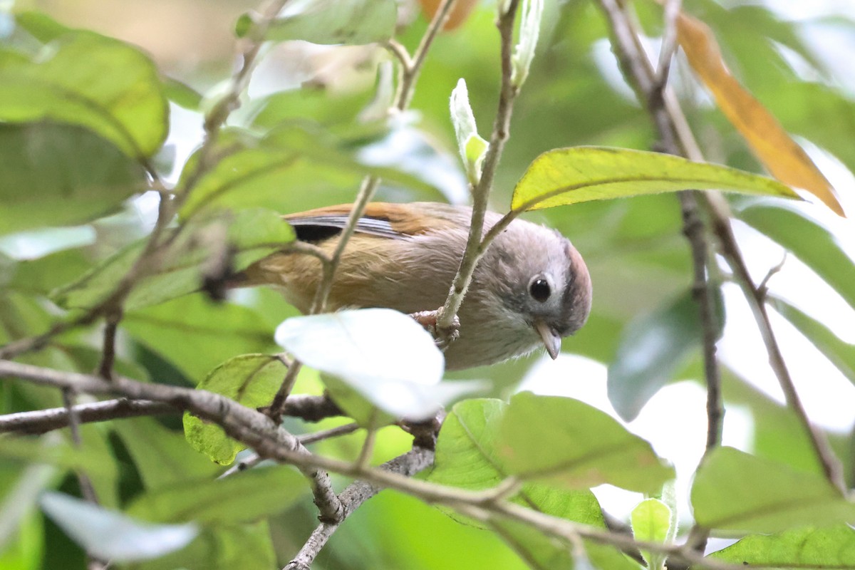 Fulvetta de Verreaux - ML655853872