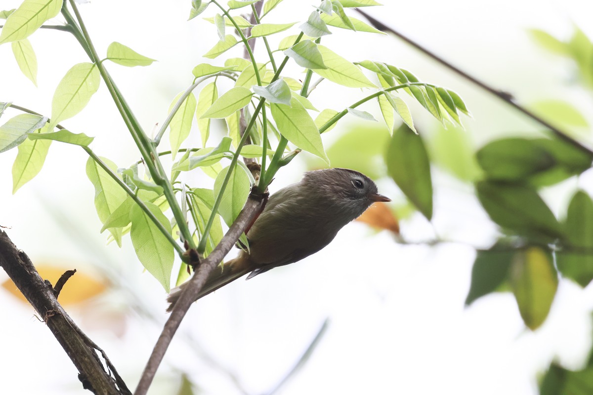 Fulvetta de Verreaux - ML655853873