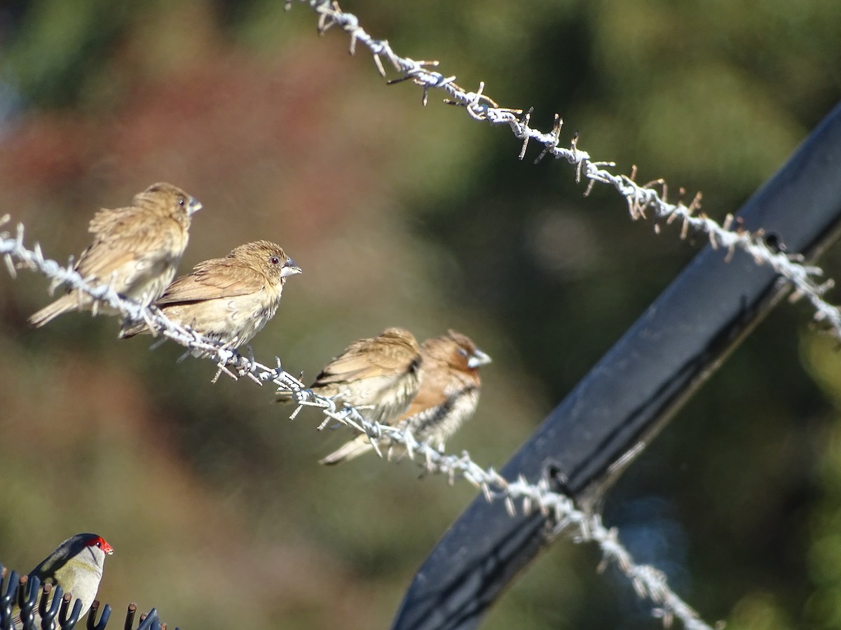 Scaly-breasted Munia - ML65585411