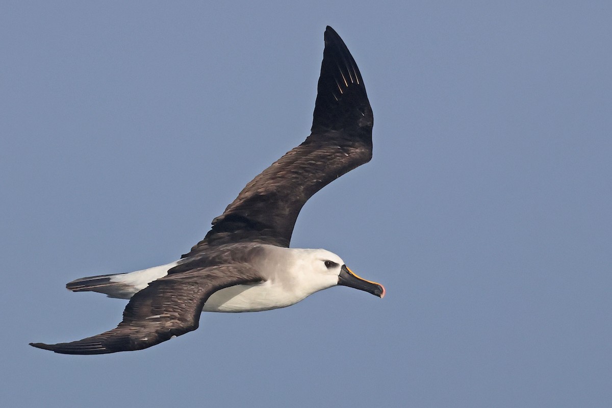 Atlantic Yellow-nosed Albatross - ML655854666