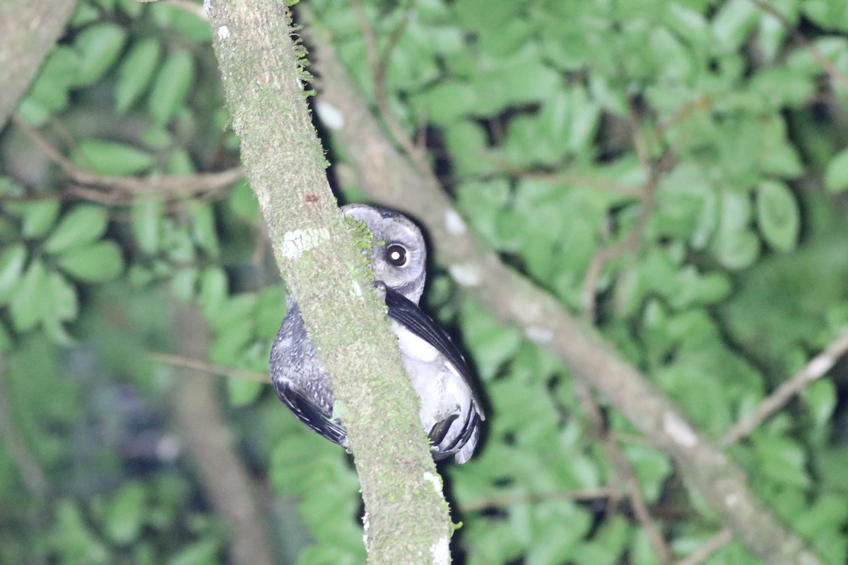 Sooty Owl (Greater) - ML655854695