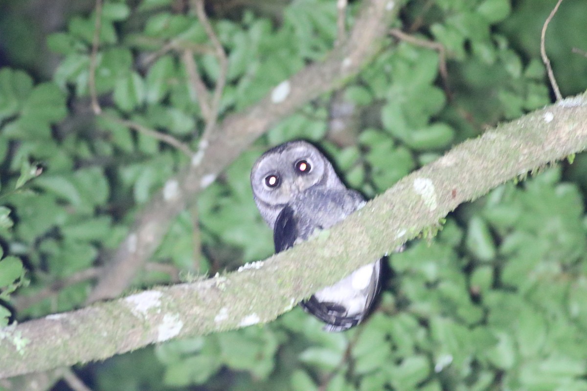 Sooty Owl (Greater) - ML655854696