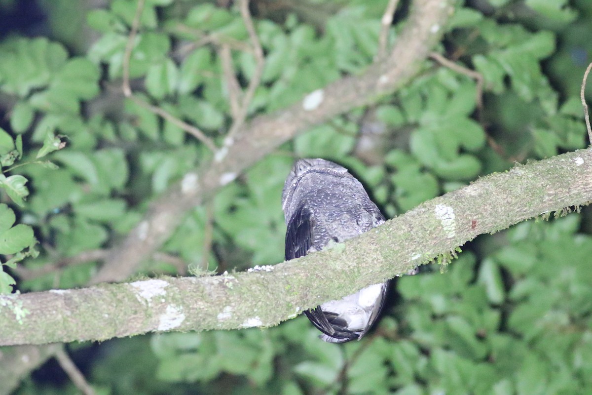 Sooty Owl (Greater) - ML655854697