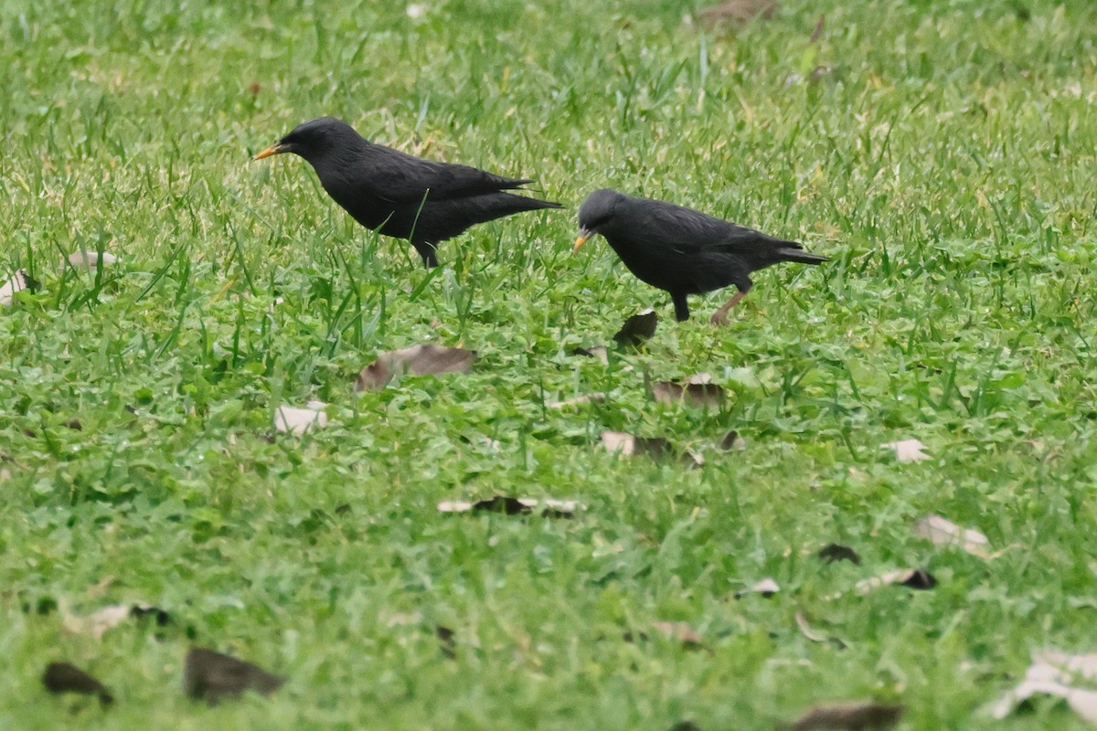 Spotless Starling - ML655856304