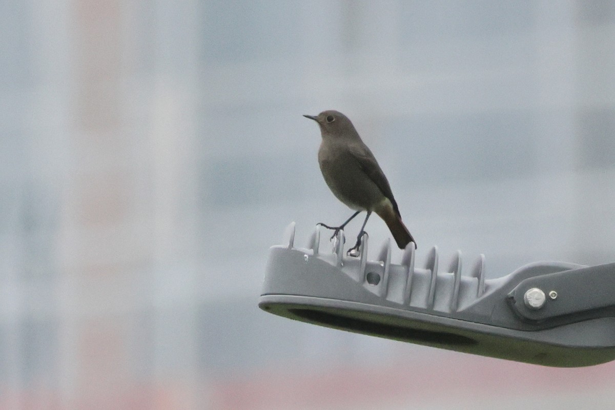 Black Redstart - ML655856328