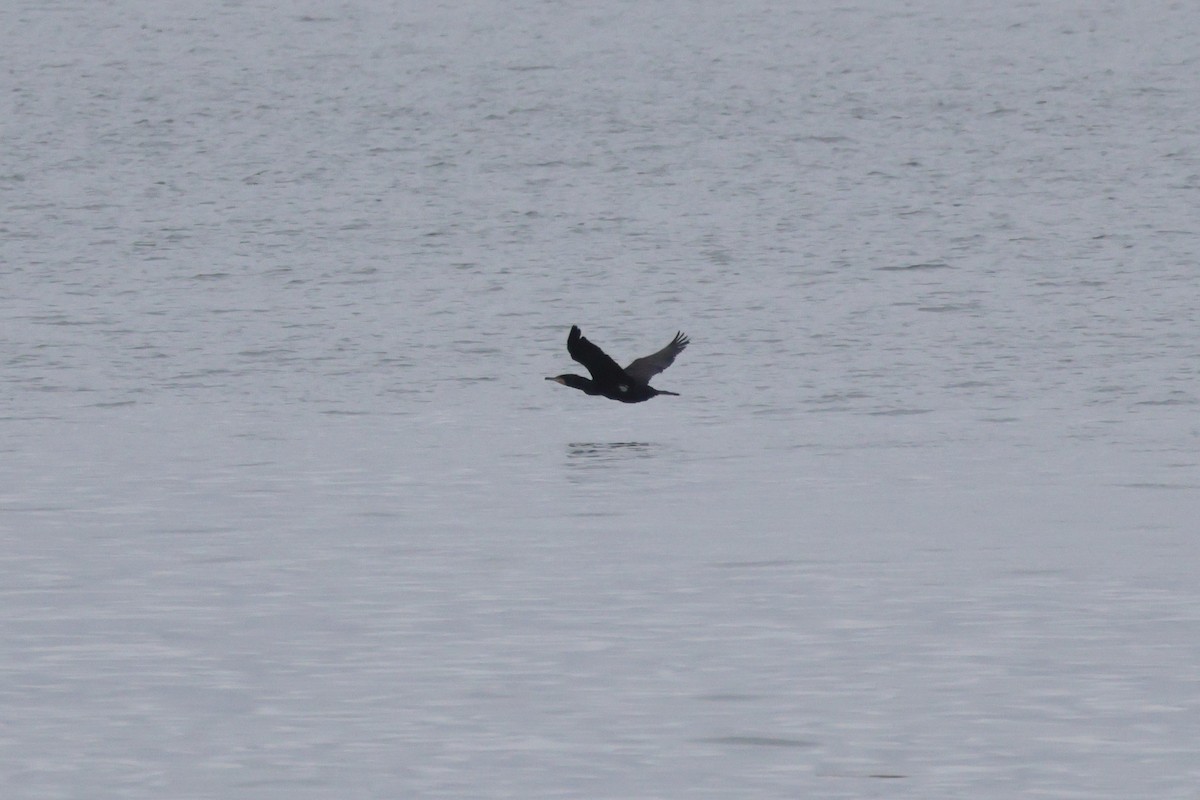 Great Cormorant - ML655856335