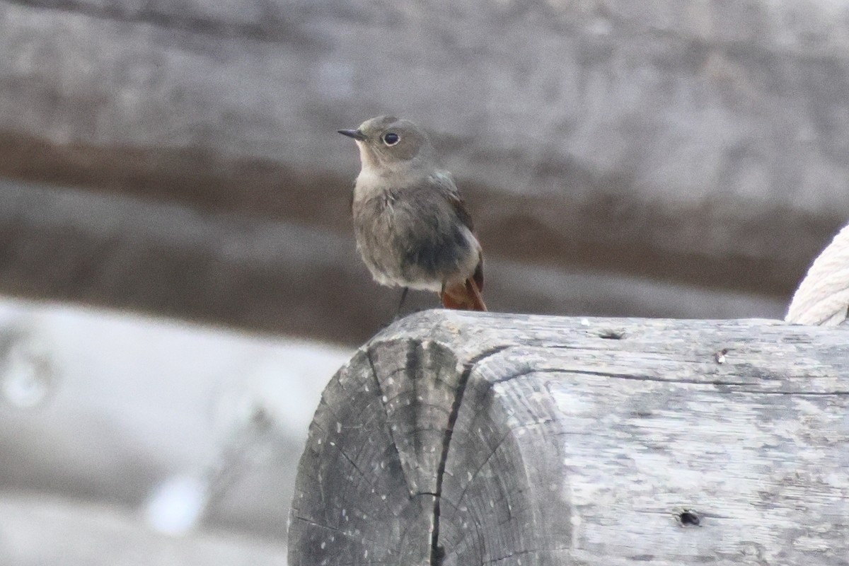Black Redstart - ML655856395