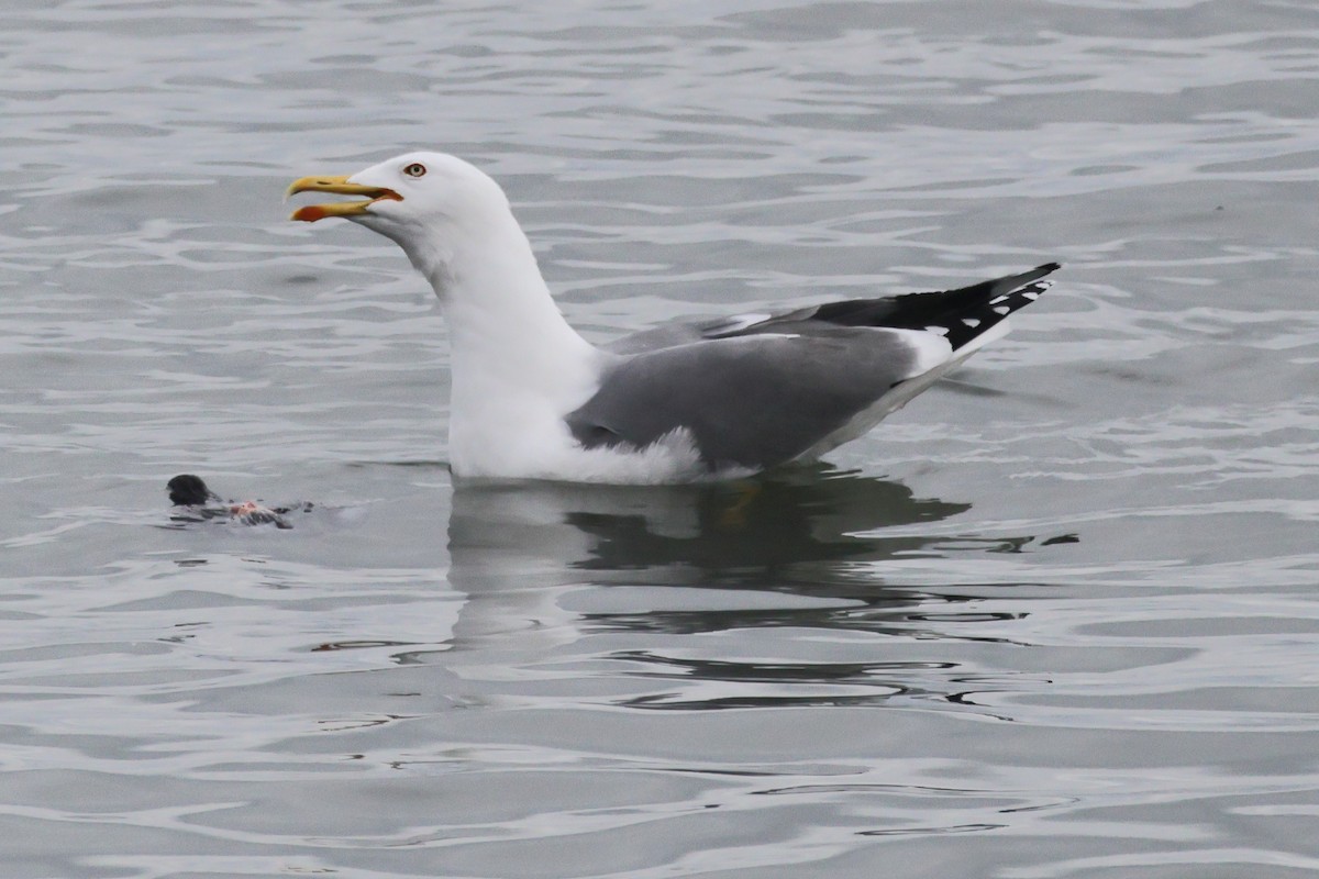 Lesser Black-backed Gull - ML655856398