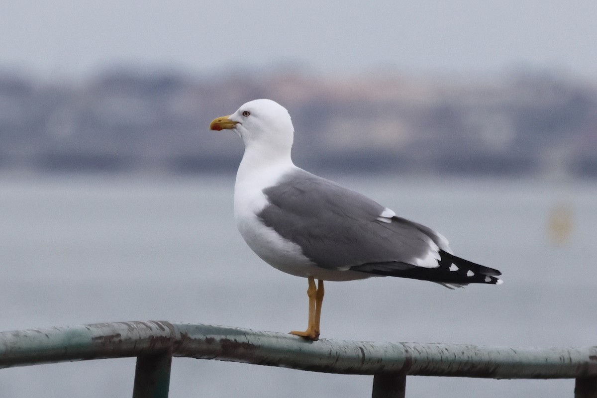 Lesser Black-backed Gull - ML655856400