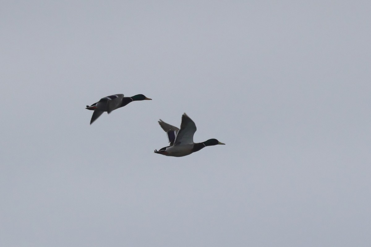 Mallard - ML655856407