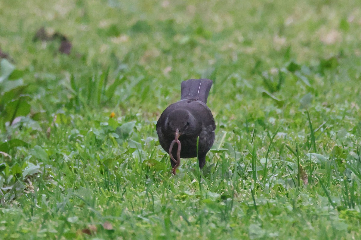 Eurasian Blackbird - ML655856410