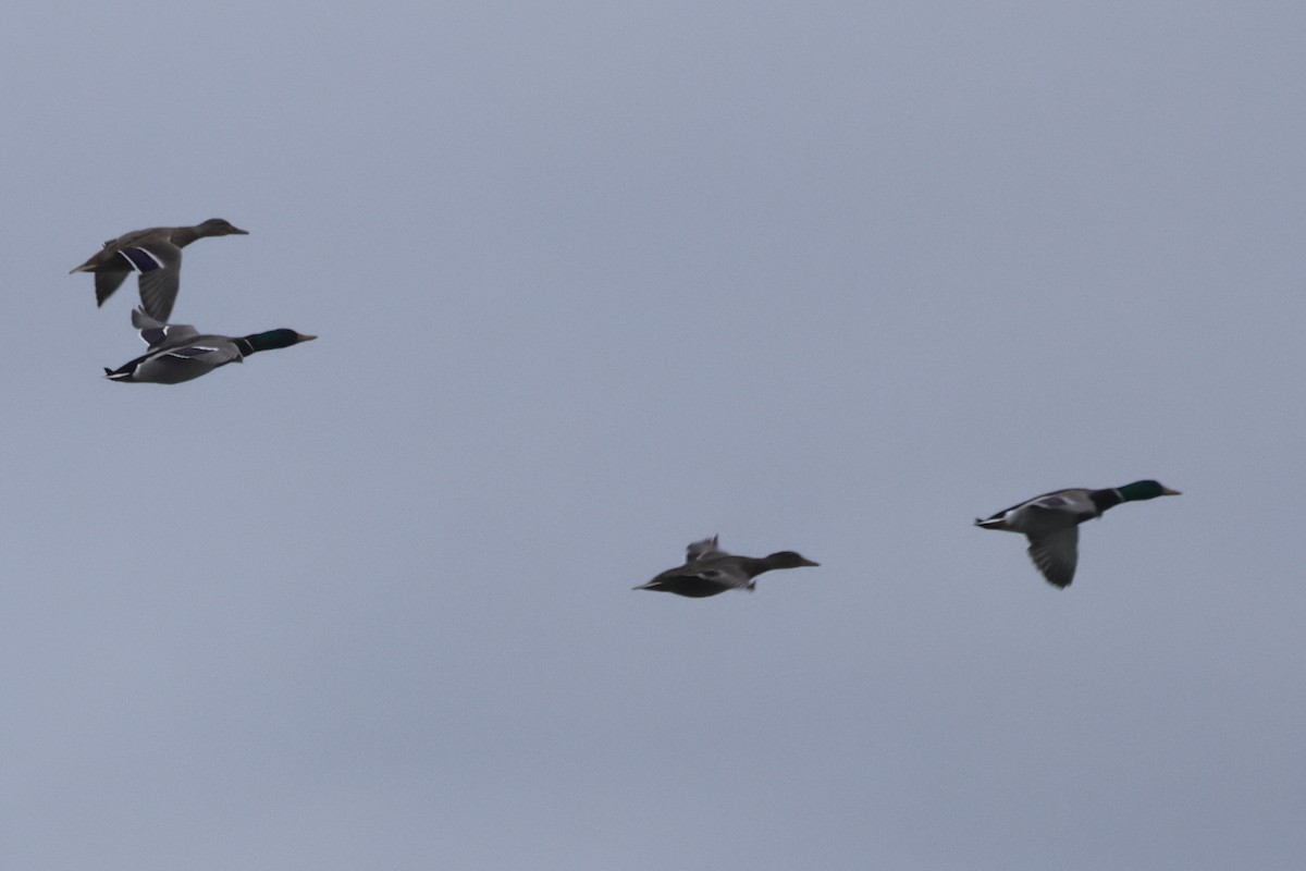 Mallard - ML655856417