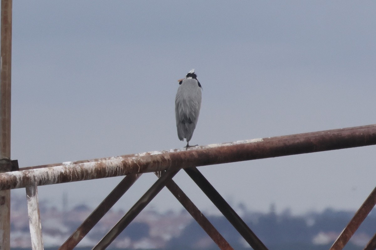 Gray Heron - ML655856421