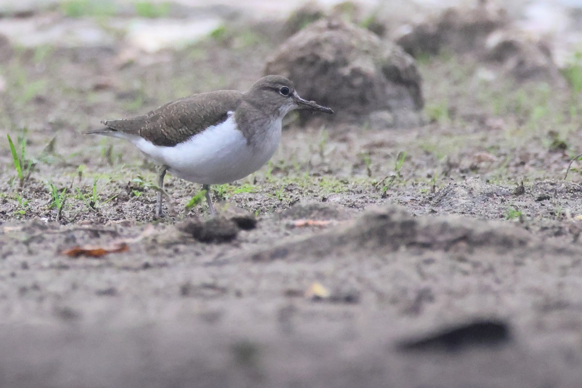 Common Sandpiper - ML655856431