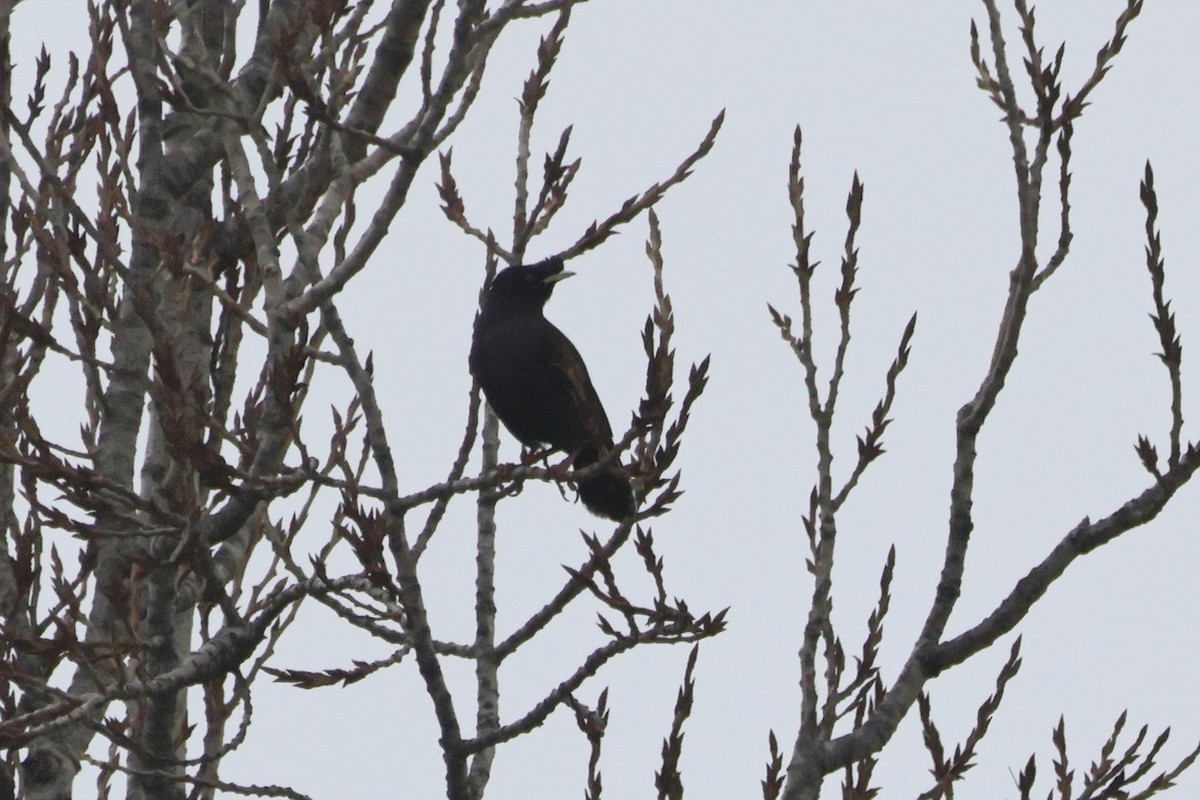 Crested Myna - ML655856439