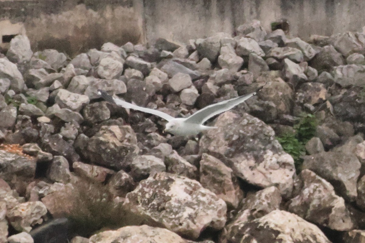 Ring-billed Gull - ML655856501