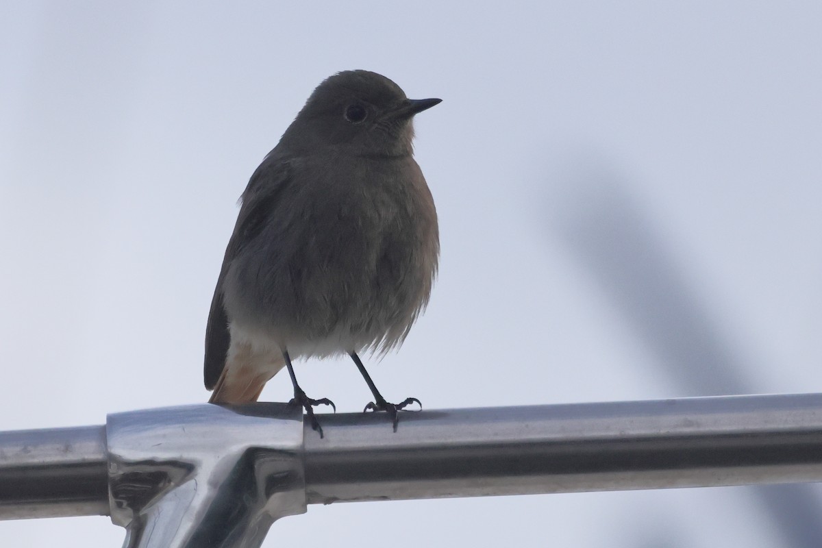 Black Redstart - ML655856515