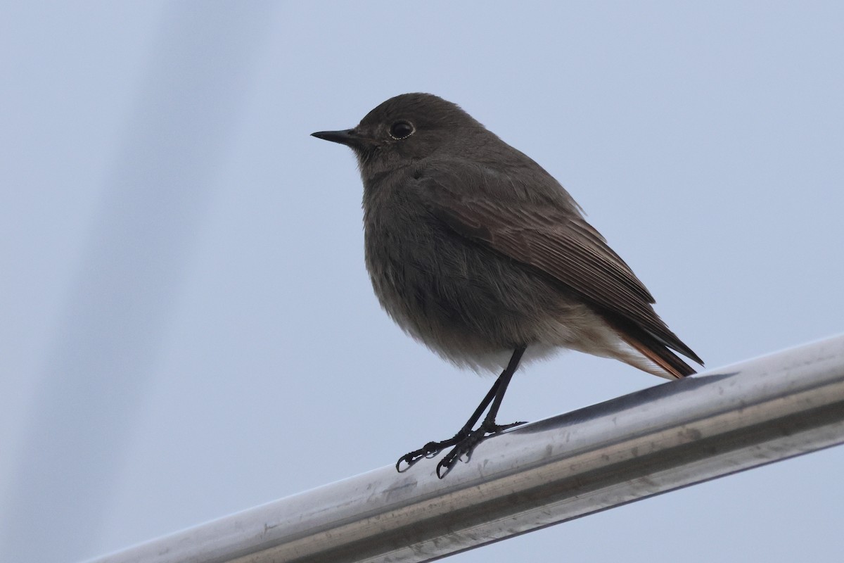 Black Redstart - ML655856525