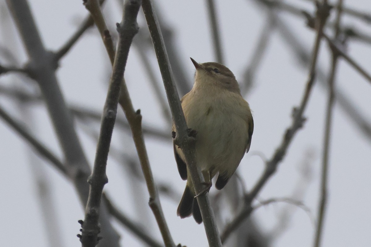 Common Chiffchaff - ML655856538