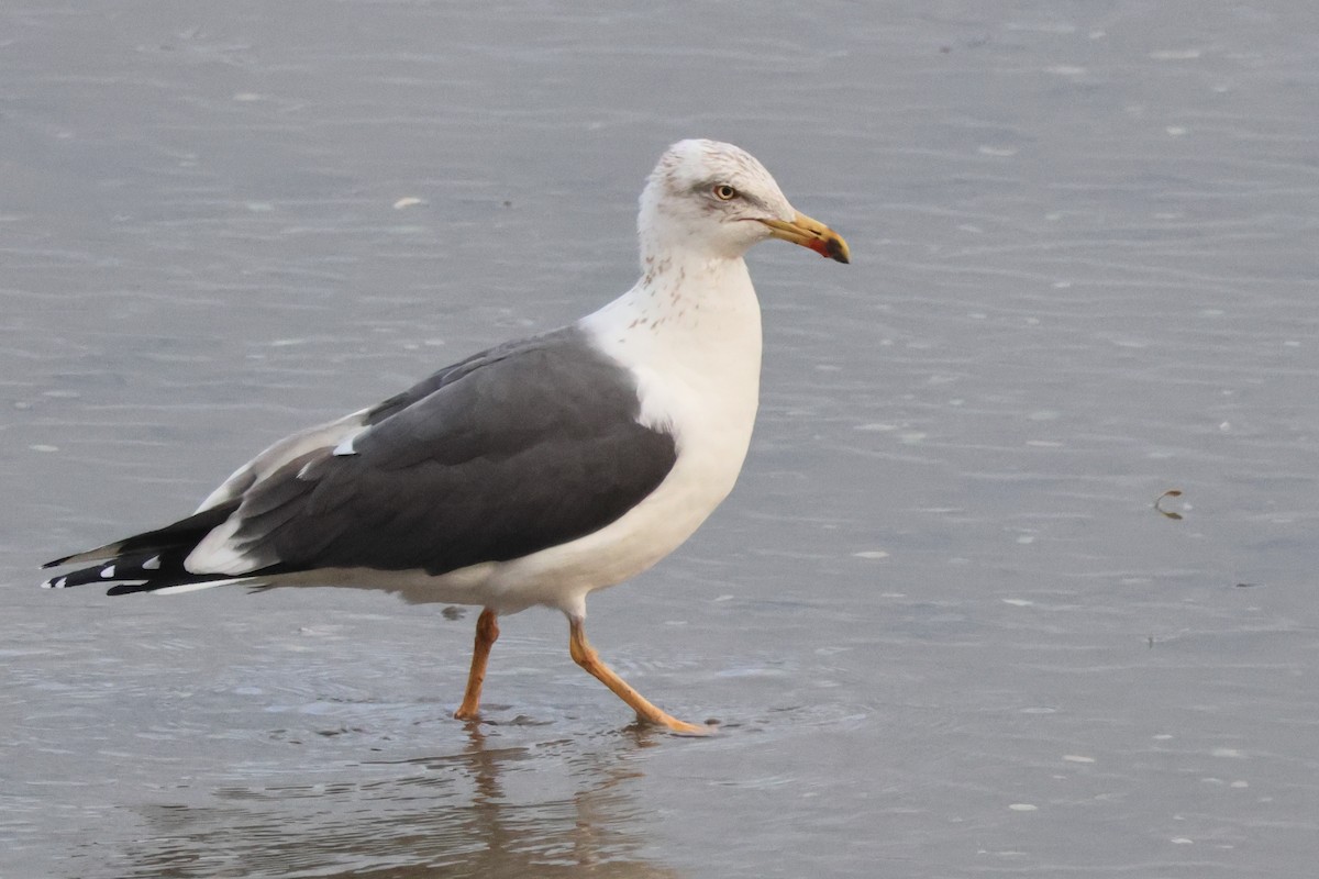 Lesser Black-backed Gull - ML655856545