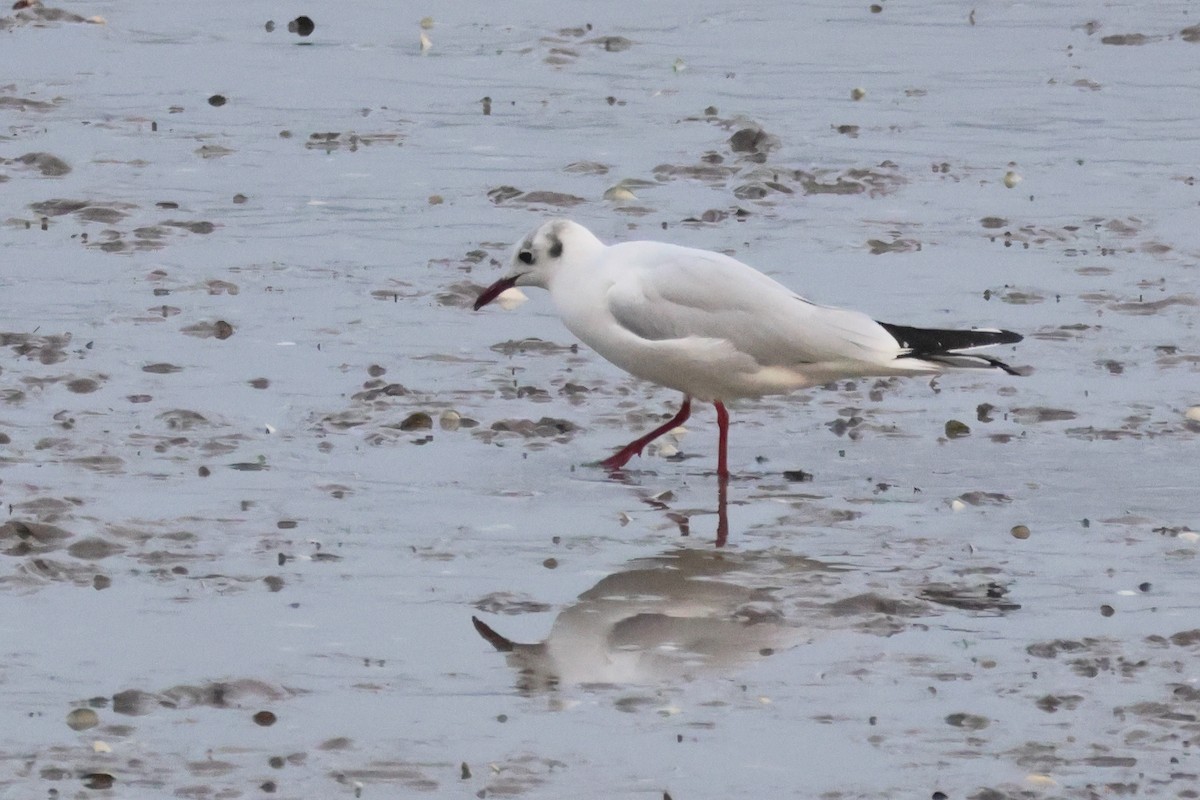 Black-headed Gull - ML655856556