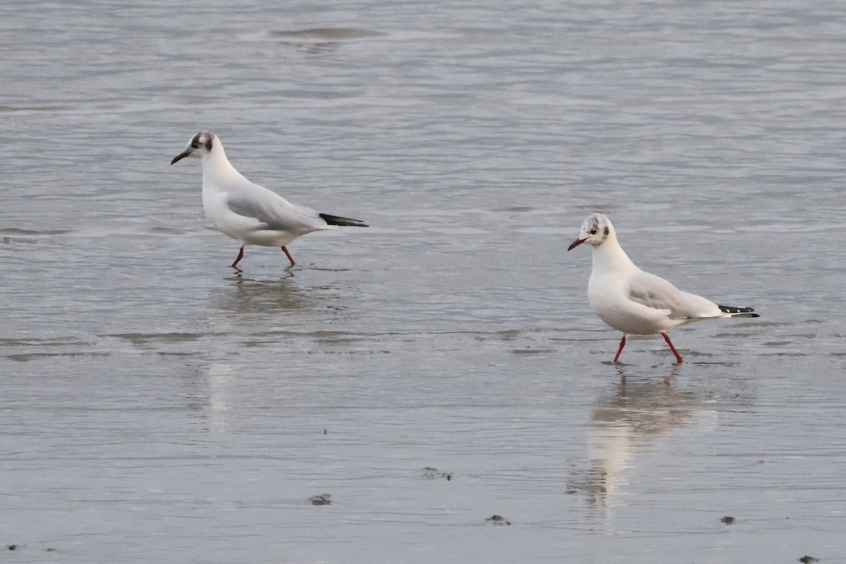 Black-headed Gull - ML655856563
