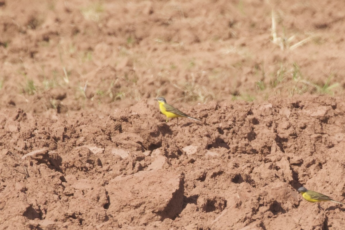 Western Yellow Wagtail (flava/beema) - ML655856565