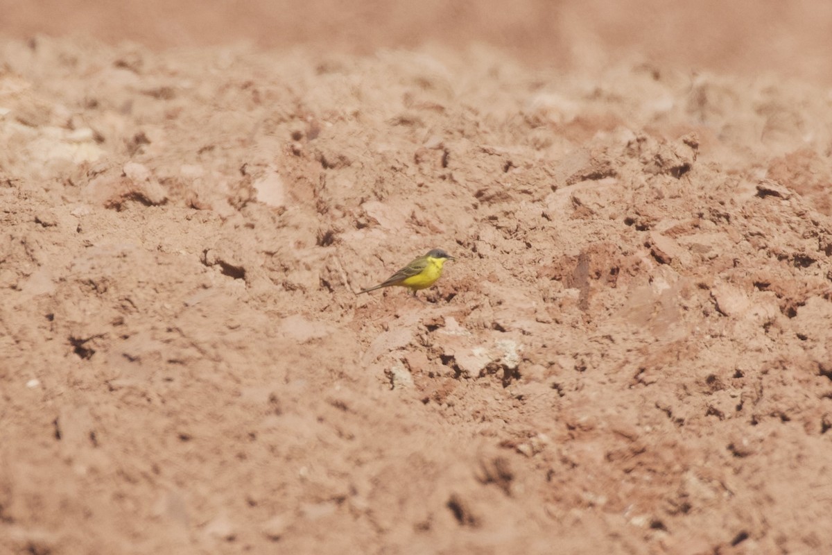 Western Yellow Wagtail (thunbergi) - ML655856579