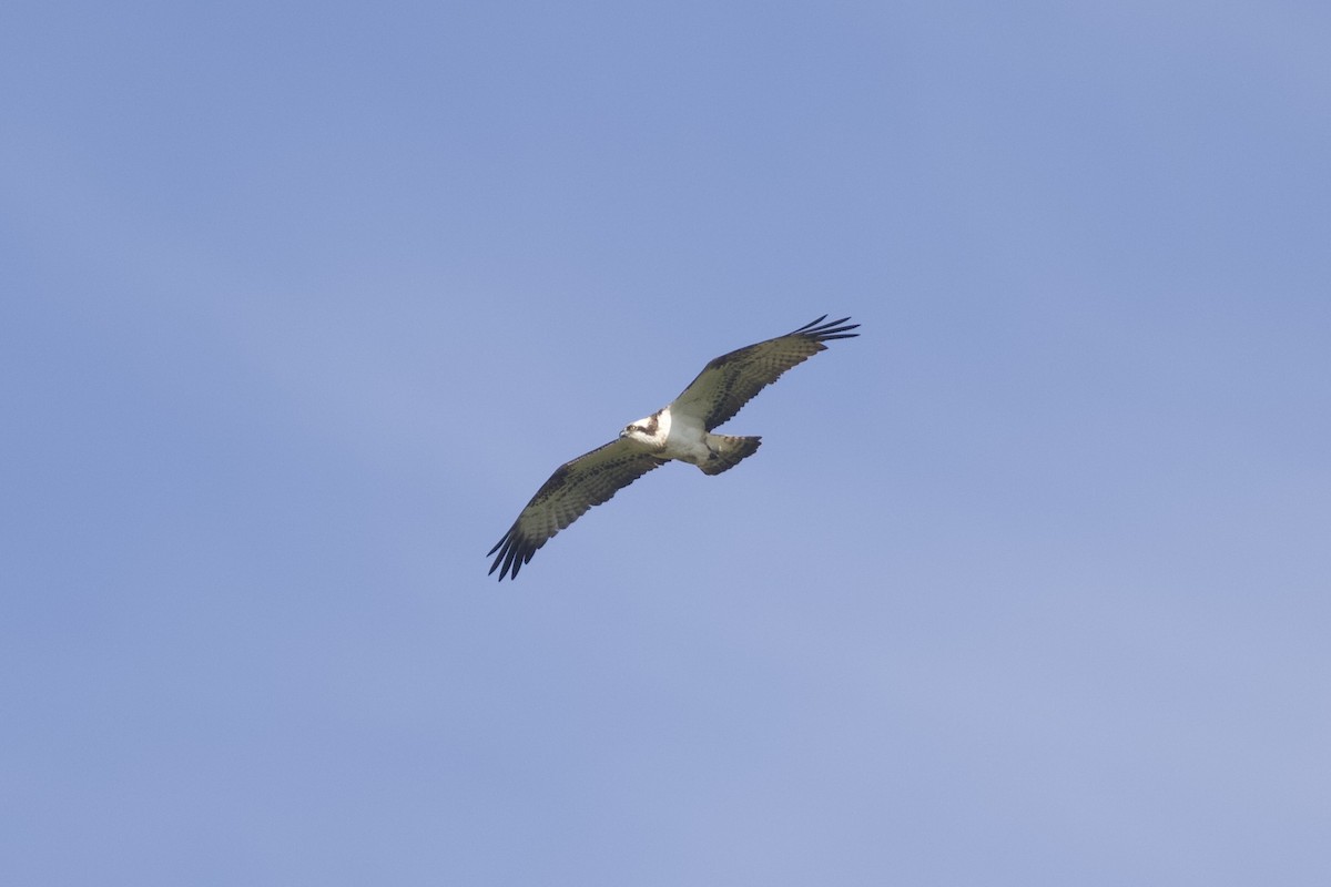 Osprey - ML655856585