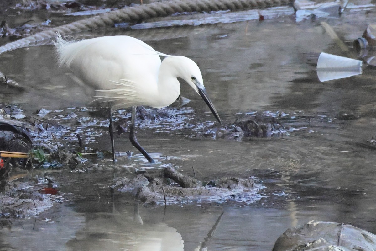 Little Egret - ML655856593