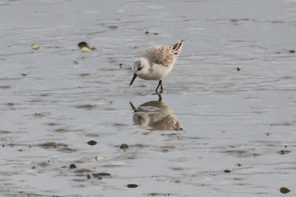 Sanderling - ML655856629
