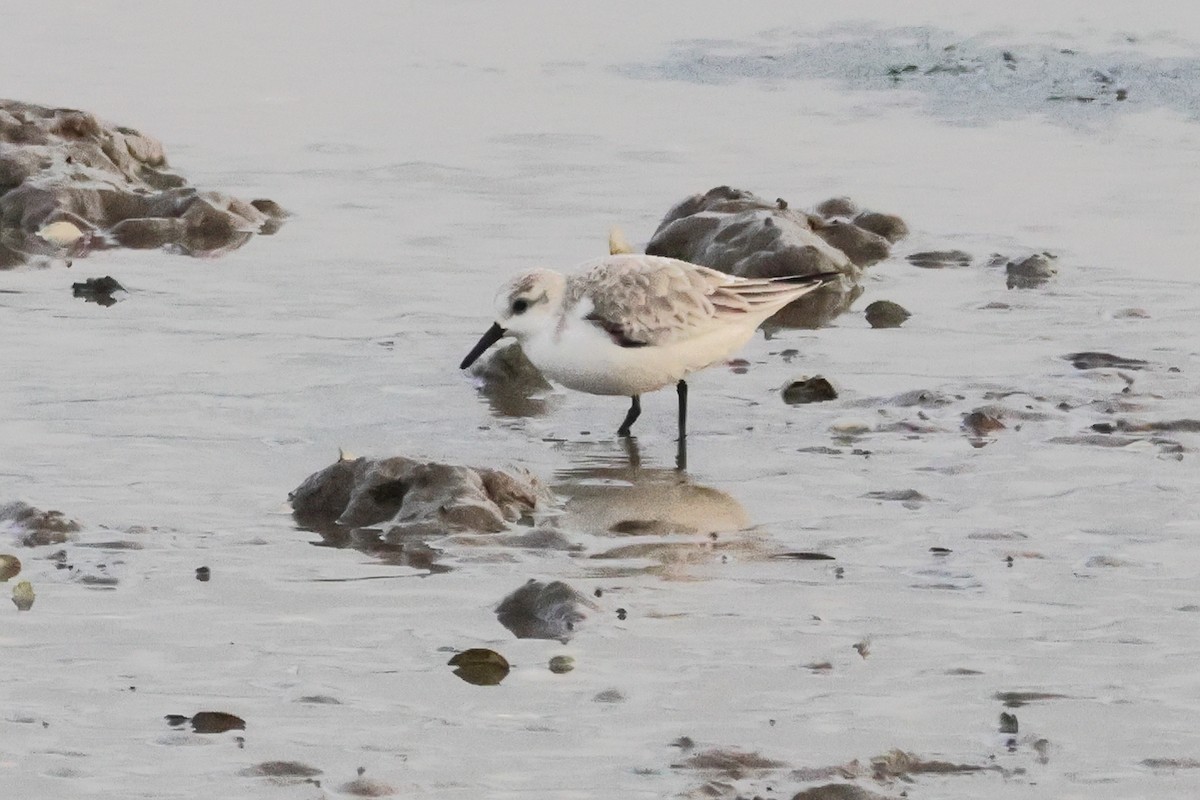 Sanderling - ML655856635