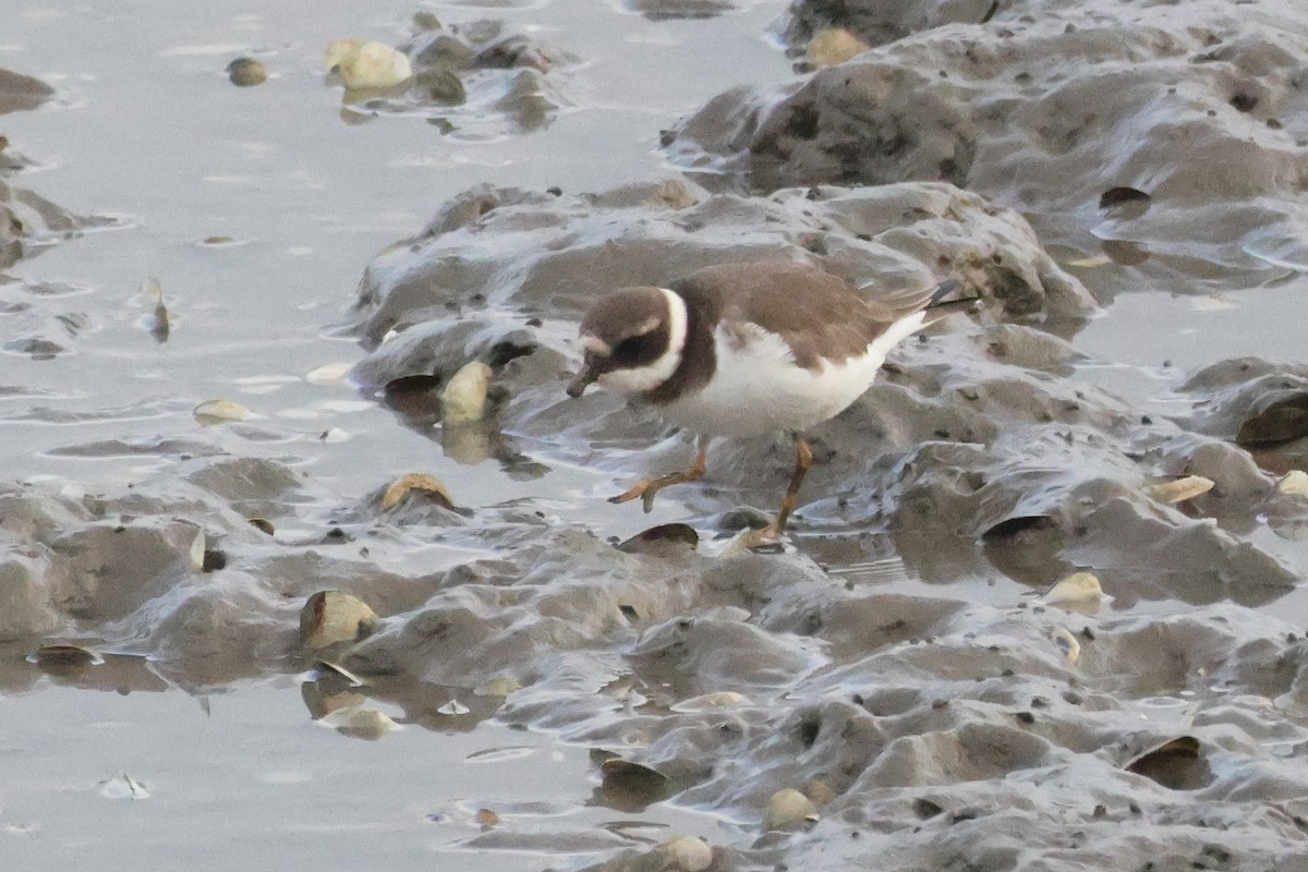 Common Ringed Plover - ML655856644