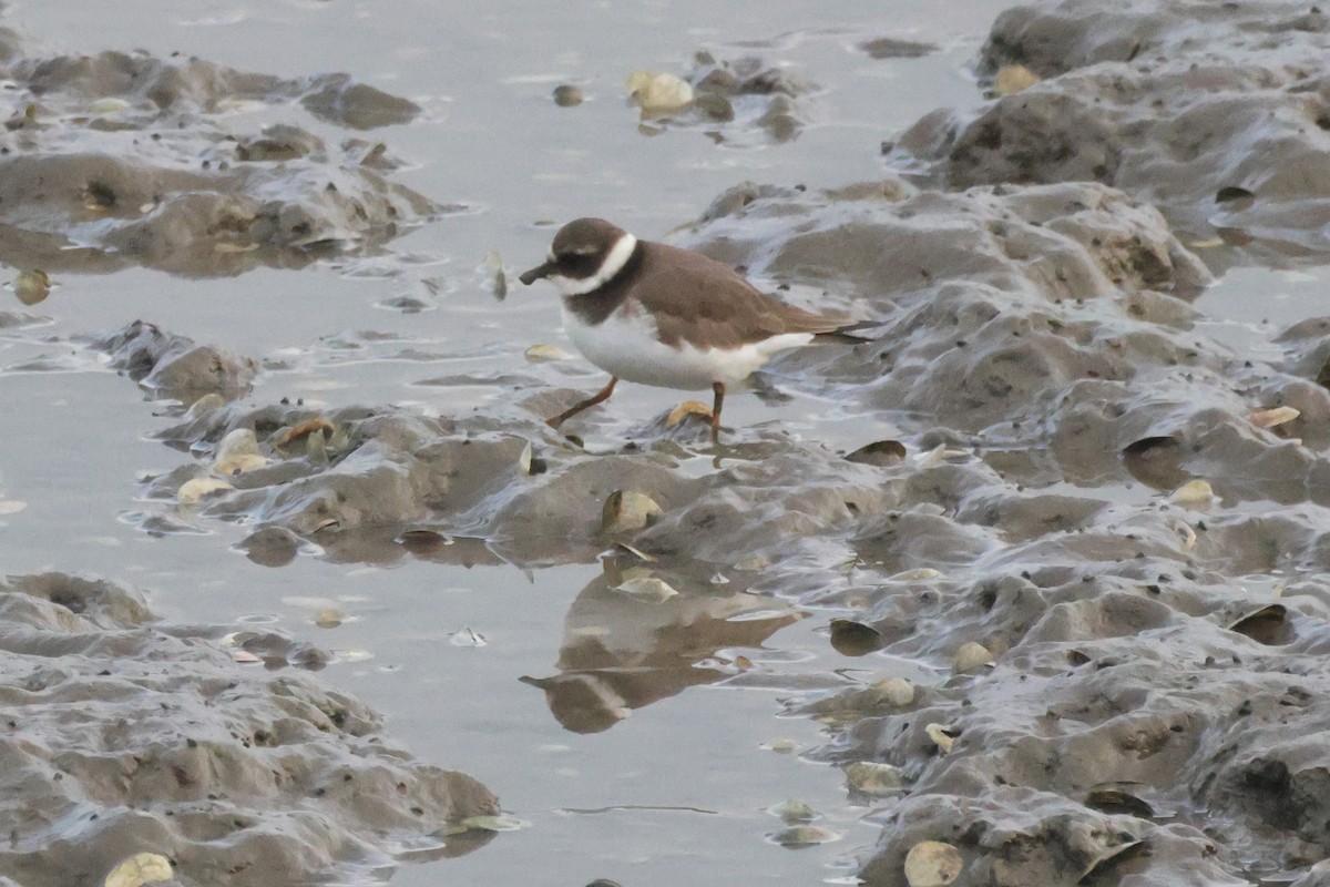 Common Ringed Plover - ML655856645