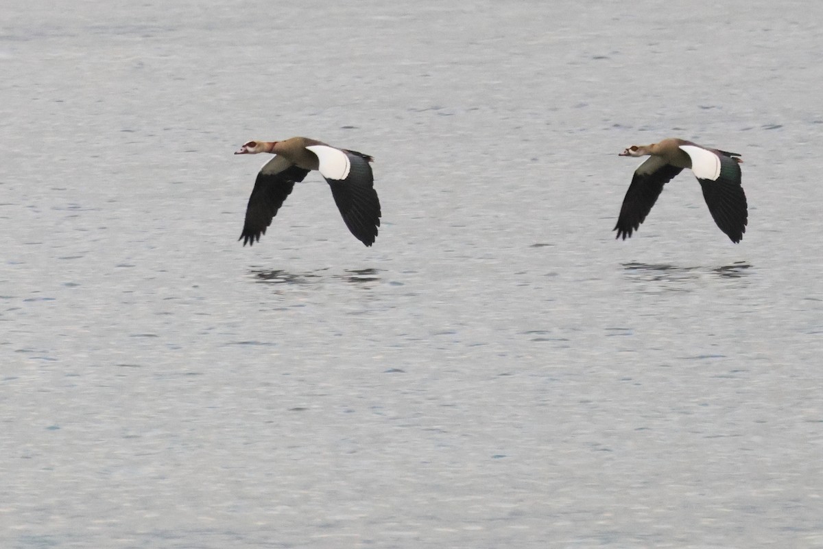 Egyptian Goose - ML655856657