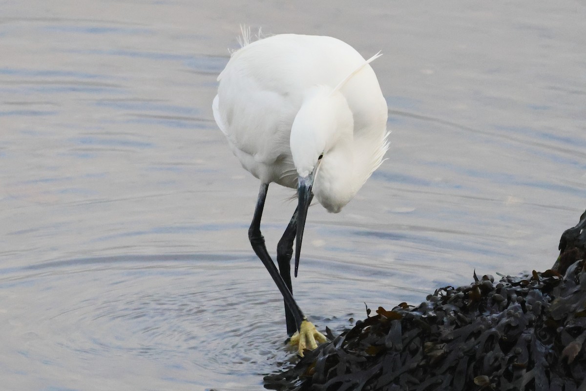 Little Egret - ML655856664