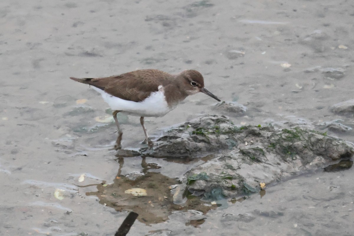Common Sandpiper - ML655856681