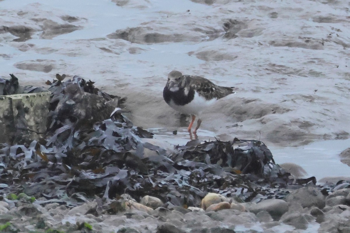 Ruddy Turnstone - ML655856746