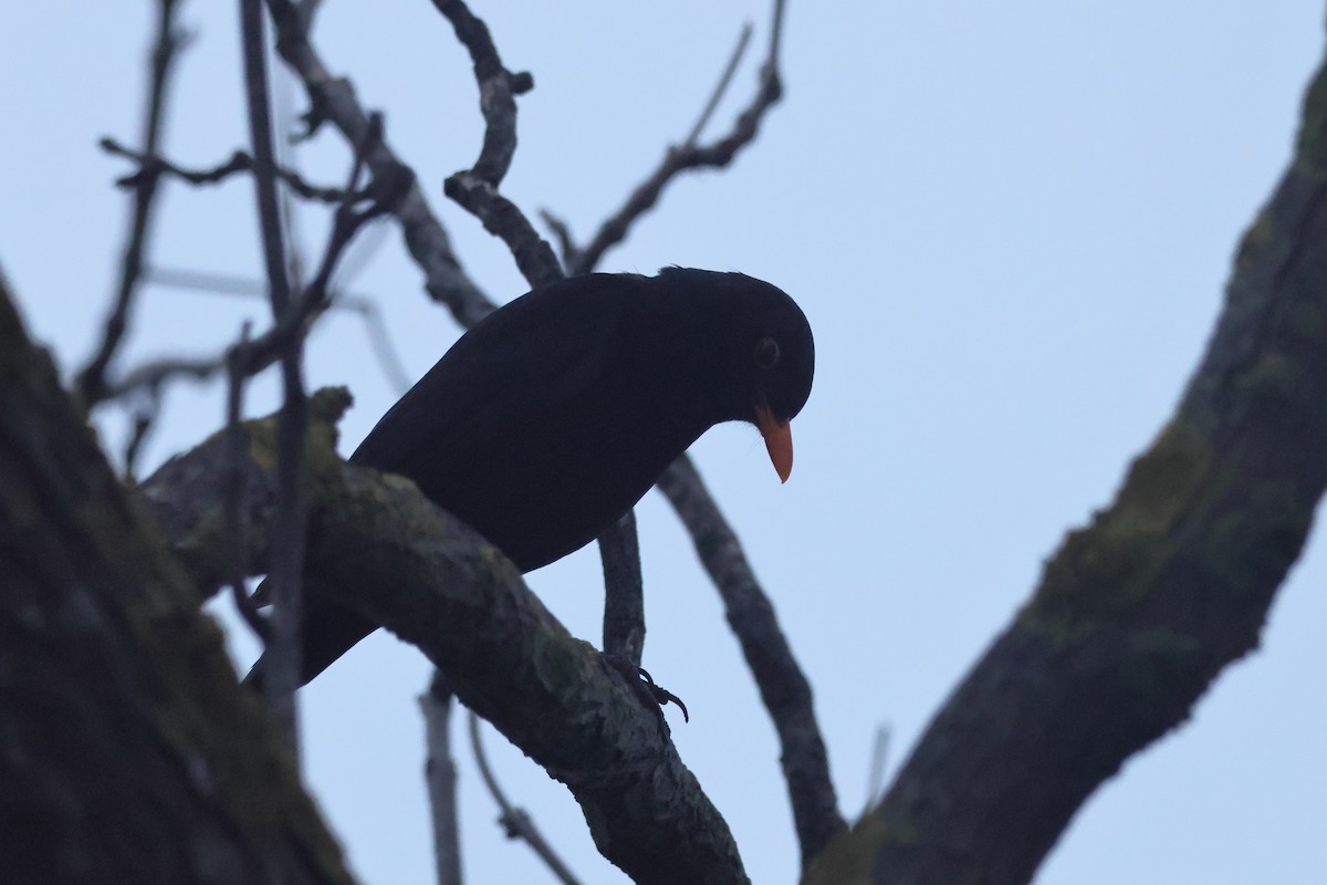 Eurasian Blackbird - ML655856751