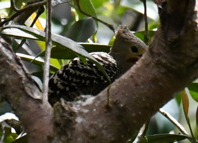 Buff-rumped Woodpecker - ML655857130