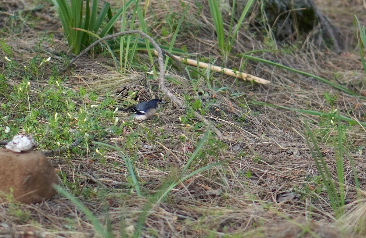 pěnkava pankanárská (ssp. canariensis/ombriosa) - ML655857384