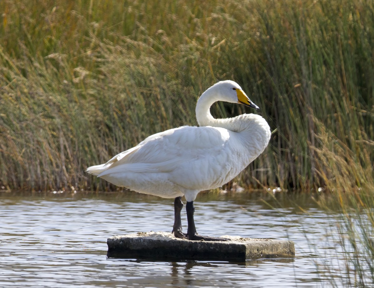Whooper Swan - ML655858346